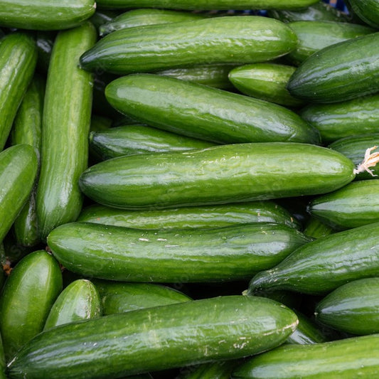 Cucumber