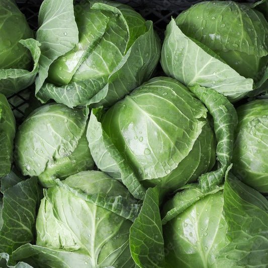 Cabbage